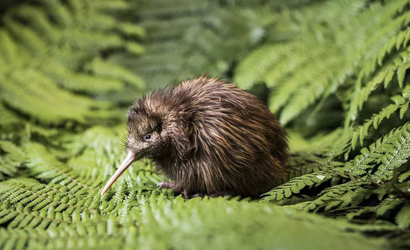 Neuseeland 6 x Vogelwelt Ansichtskarte