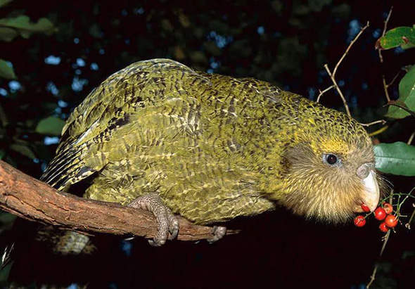 6 x Vogelwelt Ansichtskarte Neuseeland