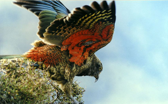 Neuseeland 6 x Vogelwelt Ansichtskarte