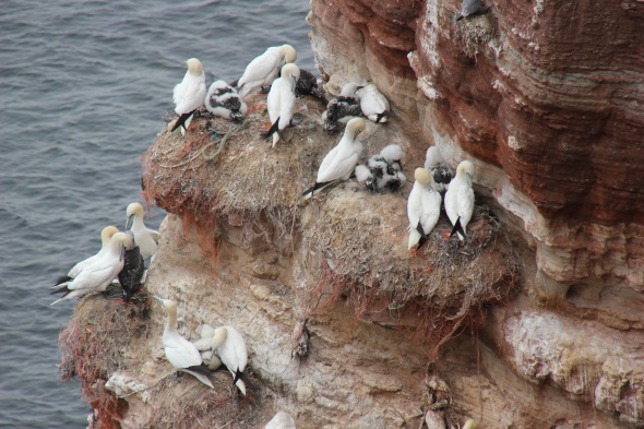 In den Felsen nisten nicht nur Trottellummen, sondern auch zahlreiche andere Seevögel. (Foto Karsten-Thilo Raab)