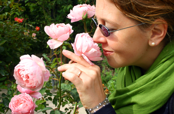 Im Rosengarten von Alnwick findet sich sogar eine eigene, nach der Stadt benannte Rosenzüchtung. (Foto Karsten-Thilo Raab)