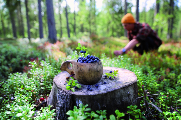 Das Jedermannrecht gestattet in Finnland allen, Beeren in freier Natur zu sammeln. - Foto Harri Tarvainen_North Karelia