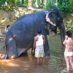 Malaysia gibt sich ganz „elefantös“: Auf Tuchfühlung mit den grauen Riesen