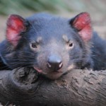 Altersheim für Tasmanische Teufel eröffnet