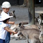 Tierische Begegnungen in Südaustralien