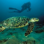 Schildkröten auf Landgang in Südafrika