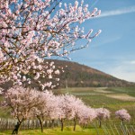 Die Deutsche Weinstraße zur Mandelblüte: Ein Traum in Rosa!
