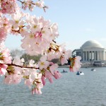 Großes Frühlingsfest in der Hauptstadt: Washington D.C. blüht auf