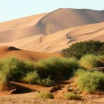 Wüstenwunder in Namibia: UNESCO erklärt Namib-Dünenmeer zum Weltnaturerbe