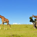 Kenia – neues Schutzgebiet an der nördlichen Küste