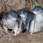 Blick ins Pinguin-Schlafzimmer von Phillip Island