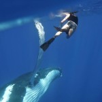 Atembreaubend: Schwimmspaß mit Buckelwalen