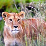 Kora Nationalpark soll zum Löwenreservat werden