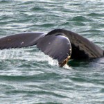 Spotted vor der Küste von Hawaii: Tanzlustige Wale