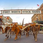 Unseren täglichen Viehtrieb gib uns heute: Western-Kult im texanischen Fort Worth