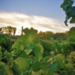 Winzerkult im Wüstenstaat: Weinanbau in Arizona