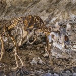 Auf den Spuren von Grottenolmen & Höhlenbären durch die Rübeländer Tropfsteinhöhlen