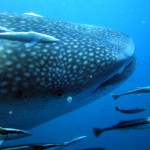 Fest für einen Riesen: Walhai-Festival am Ari Atoll