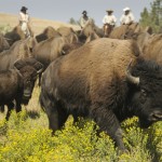 Der „König der Prärie“ kommt mächtig in die Hufe: Buffalo Roundup in South Dakota