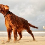 Leinen los für Vierbeiner: Hunde dürfen an vielen Stränden in Holland frei laufen
