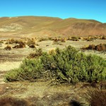 Blühende Wüstenlandschaft im Norden von Chile