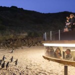 Pinguin-Parade auf Augenhöhe auf Phillip Island