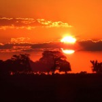 Botswana – ein stattlicher Löwe zum Abschied
