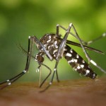 Malediven sind frei vom Zika-Virus