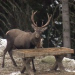 Der König der Wälder bittet zu Tisch