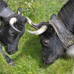 Ringkuhkämpfe – tierisches Kraftmessen im Wallis