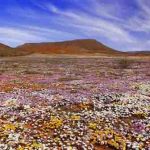 Wildblumen statt Wüste: Blütenpracht in Südafrika