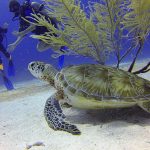 Die faszinierende Unterwasserwelt vor Malaysia