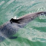 Das andere Sylt – Schweinswal in Sicht