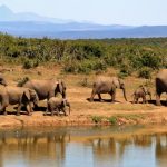 Mehr als nur die Big Five: Luxusreisen in Südafrika