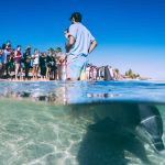 Abtauchen in Australien – Walhai auf Augenhöhe