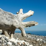 Seeigel und Donnerkeile – auf Rügen Schätze aus der Kreidezeit entdecken