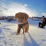 Lawinenhunde in Aspen: Kaltschnäuzig, effizient und einfach zum Knuddeln