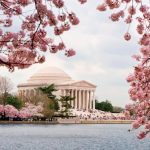Rosa Blütenpracht lockt nach Washington DC