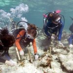 Gärtner für das Korallenriff vor den Florida Keys