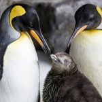 Homosexuelles Pinguin-Paar adoptiert Küken