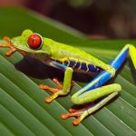 Famose Naturphänomene locken nach Costa Rica