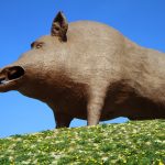 Riesenschweinerei in den Ardennen:  Woinic, der Weltrekord-Keiler
