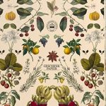 Fruchtig, prächtig, farbstark: Kew Gardens Fülle als Geschenkpapier