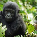 Kongo schließt den Virunga Park für Touristen