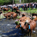 Muhende Tradition – Viehaustrieb im Oberharz