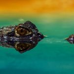 Nase an Schnauze mit Floridas Tierwelt