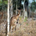 Känguru-Hopping durch die Atherton Tablelands