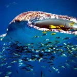 Schwimmen mit Walhaien am Ningaloo Reef
