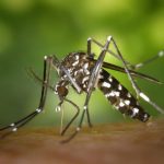Sri Lanka – wichtiger Schutz vor Dengue-Fieber
