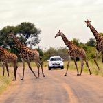 Der Krüger-Nationalpark: Nachhaltig und grenzüberschreitend in die Zukunft